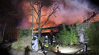 Strage di scimmie in uno zoo tedesco. Incendio causato da lanterne cinesi