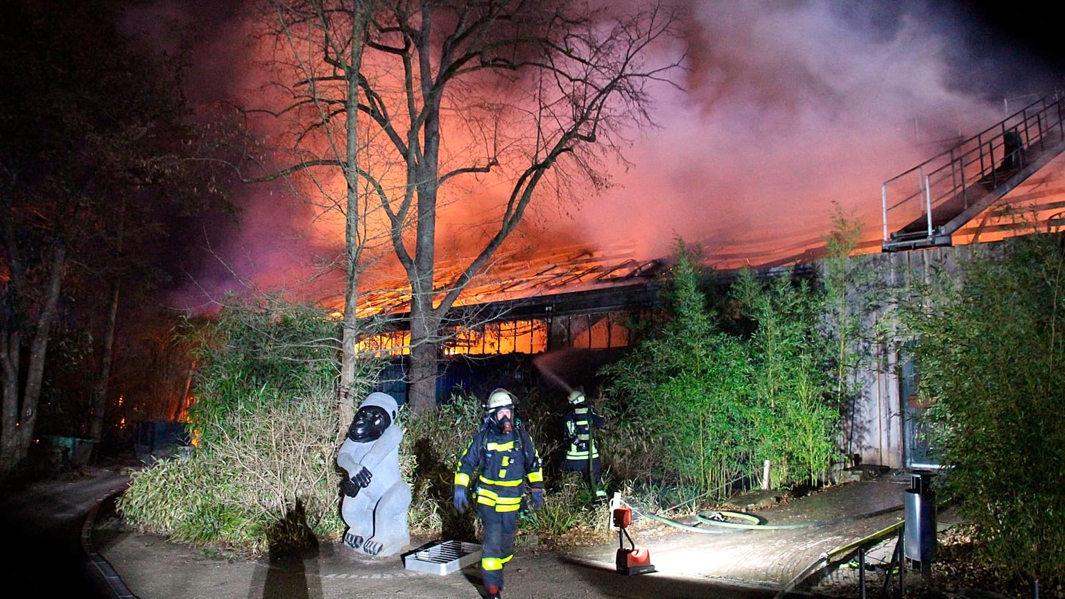 Mueren en un incendio 30 animales del recinto de monos 