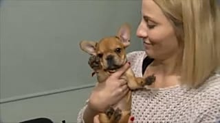 Собака - подарок на Новый год