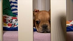 Polonia: pet therapy per i bimbi malati 