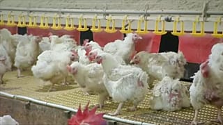 Tömegével kell leölni a szárnyasokat a madárinfluenza miatt