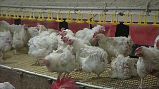 Vogelgrippe in Polen: 40.000 Tiere sollen getötet werden