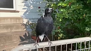 Tökéletesen utánozza a szirénákat egy ausztrál szarka