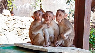 In den meisten Zoos weltweit werden Affen gehalten. Wie tiergerecht ist das?