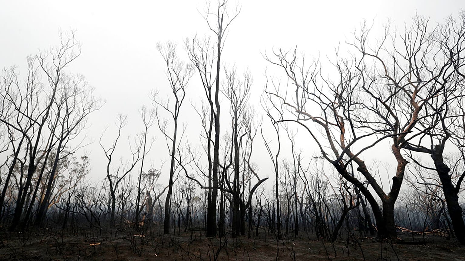 Geschwärzte Bäume nach einem Flächenbrand in der Nähe des Kangaroo Valley, Australien, Sonntag, 5. Januar 2020