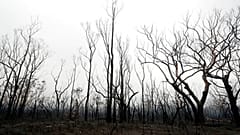 Geschwärzte Bäume nach einem Flächenbrand in der Nähe des Kangaroo Valley, Australien, Sonntag, 5. Januar 2020