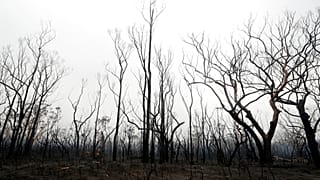 Geschwärzte Bäume nach einem Flächenbrand in der Nähe des Kangaroo Valley, Australien, Sonntag, 5. Januar 2020