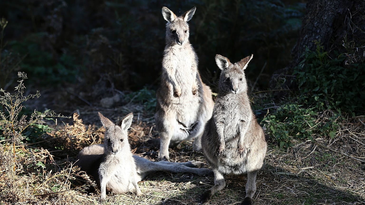 Isla de los Canguros, el paraíso australiano calcinado por las llamas
