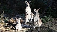 Isla de los Canguros, el paraíso australiano calcinado por las llamas