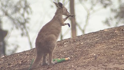 Tiersterben in Australiens Feuern