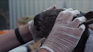 Incendios en Australia: El parque natural que lucha por salvar a los animales