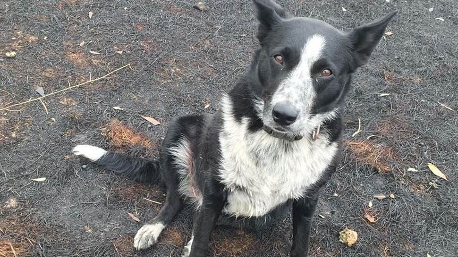 Çoban köpeği Patsy