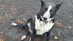 Çoban köpeği Patsy