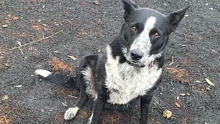 Çoban köpeği Patsy