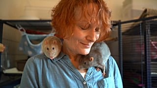 Besser als ihr Image: Die Ratte, das Liebesgeschöpf