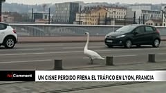 NO COMMENT | Un cisne perdido frena el tráfico en Lyon, Francia