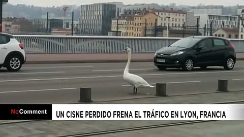 NO COMMENT | Un cisne perdido frena el tráfico en Lyon, Francia