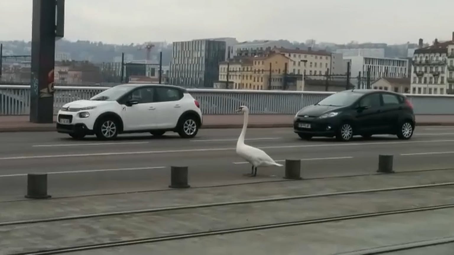 Lyon kurz vor 14 Uhr: Was macht der Schwan mitten auf der Fahrbahn?