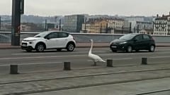 Lyon kurz vor 14 Uhr: Was macht der Schwan mitten auf der Fahrbahn?