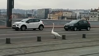 Lyon kurz vor 14 Uhr: Was macht der Schwan mitten auf der Fahrbahn?