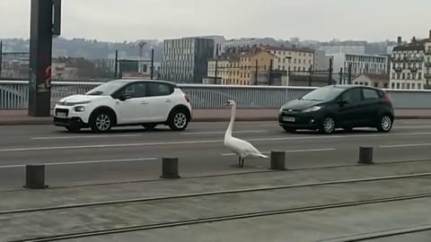 Lyon kurz vor 14 Uhr: Was macht der Schwan mitten auf der Fahrbahn?