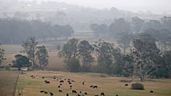 Buschfeuer in Australien: Linderung durch Regen
