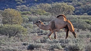 Termina la operación de sacrificio de 5.000 camellos salvajes en Australia por la sequía y el calor