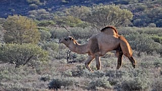A wild camel near Marla, South Australia.