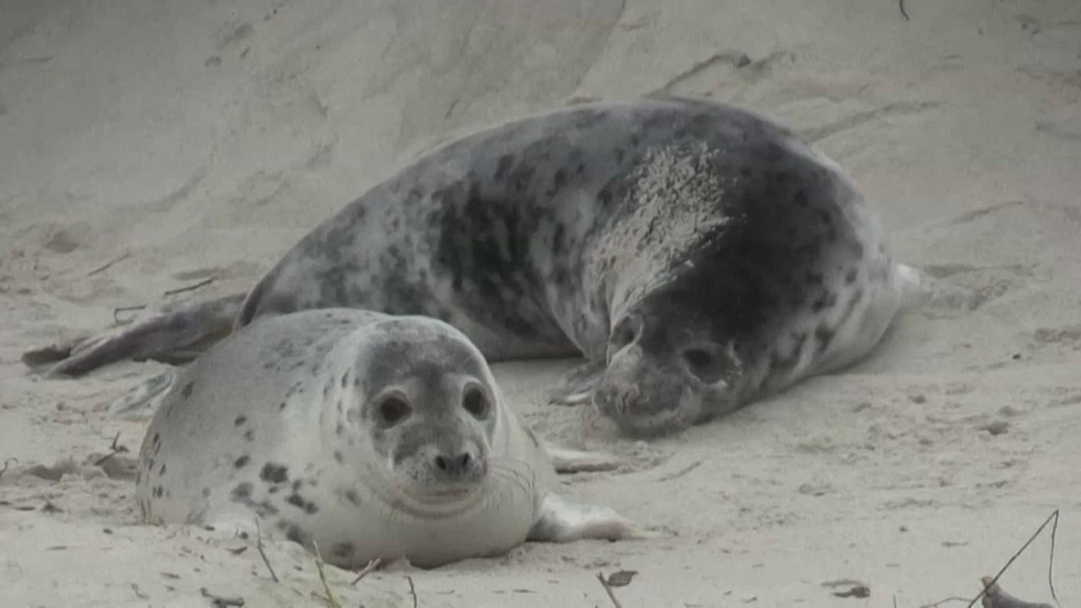 Niedlich, aber gefährlich: Robbenwurfsaison auf Helgoland