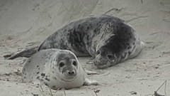 Niedlich, aber gefährlich: Robbenwurfsaison auf Helgoland