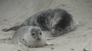 Niedlich, aber gefährlich: Robbenwurfsaison auf Helgoland