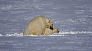 Норвегия будет регулировать туризм в Арктике