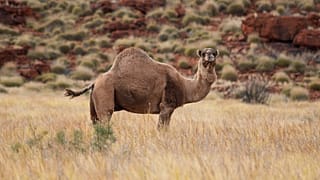 شتر استرالیایی