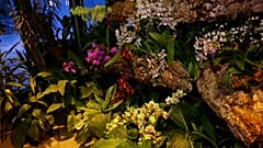 "Тропическая зима" в Москве