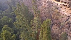 Australie : des arbres vieux de 200 millions d'années sauvés des flammes