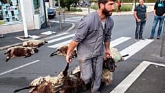 In this Sept.2, 2019 file photo, shepherd Romain Jaurigueberry brings dead sheep to sub-prefecture of Bayonne, southwestern France, to protests against the rising bear attacks