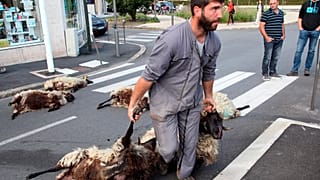 In this Sept.2, 2019 file photo, shepherd Romain Jaurigueberry brings dead sheep to sub-prefecture of Bayonne, southwestern France, to protests against the rising bear attacks