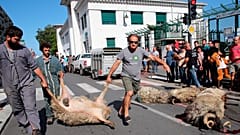 مظاهرة لرعاة الأغنام والمربين في مقاطعة بايون في جنوب غرب فرنسا