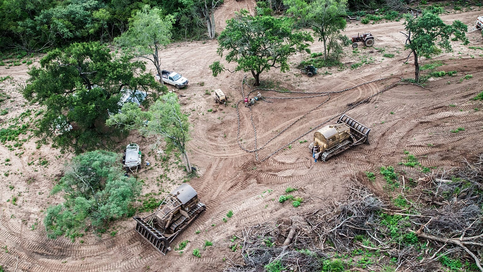 'Dumping beef for chicken is killing the rainforest' - Greenpeace