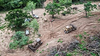 'Dumping beef for chicken is killing the rainforest' - Greenpeace