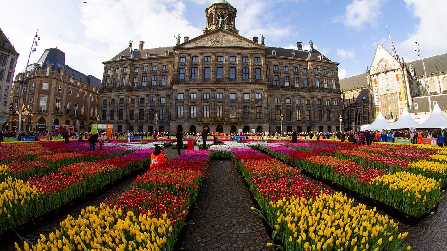 In pictures: Bright colours in Amsterdam in celebration of National Tulip Day