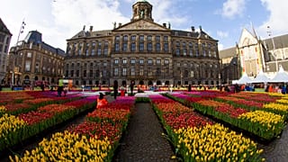In pictures: Bright colours in Amsterdam in celebration of National Tulip Day