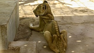 تصاویر شیرهای گرسنه در سودان، کارزار اینترنتی برای نجات آنها را داغ کرد