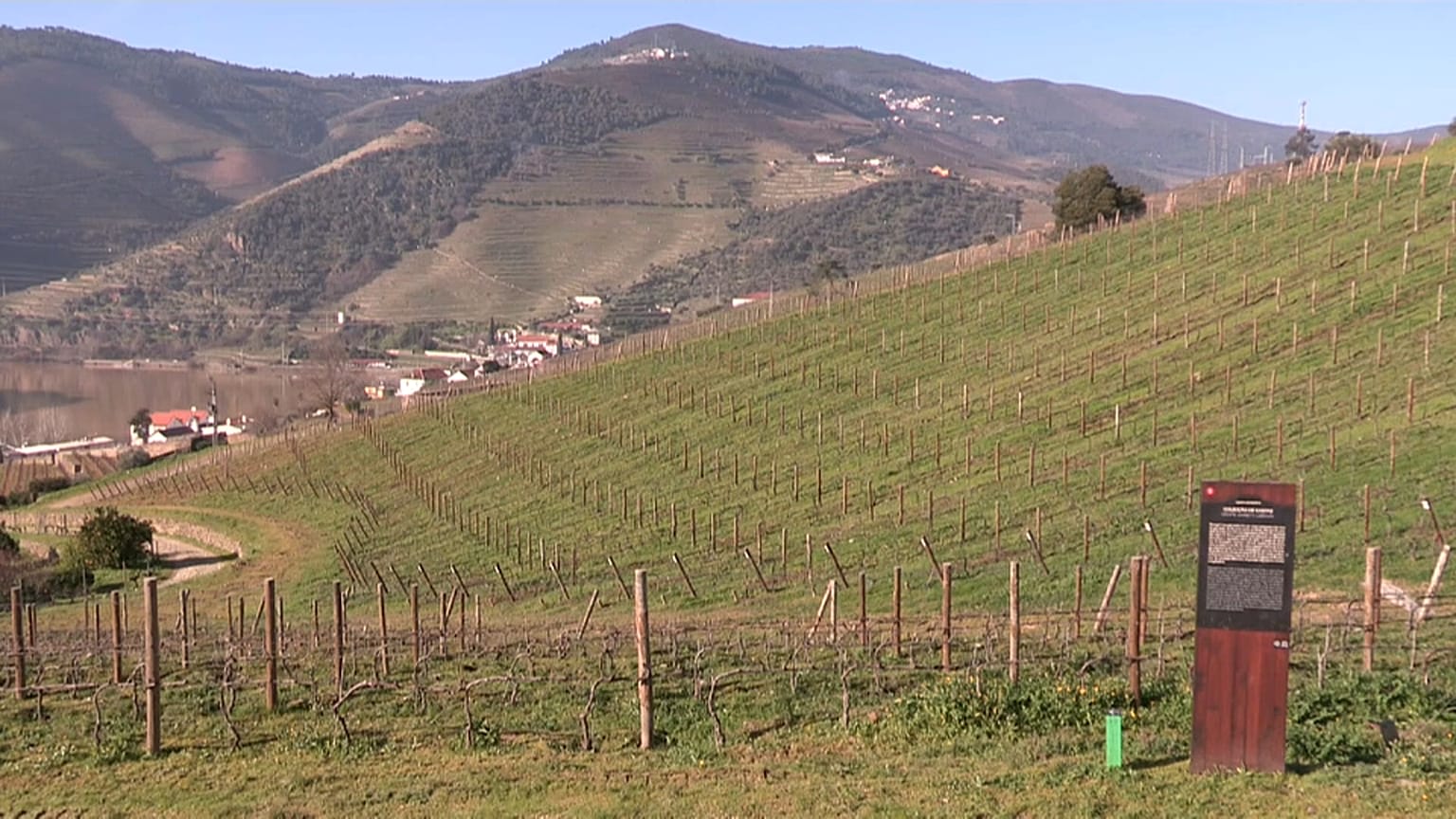  Produtor de vinhos cria “bibliotecas de castas” no Douro