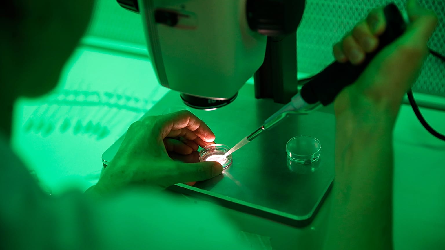 Sperm bağışı