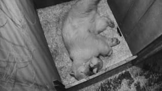 Caricias de oso polar en el Zoológico Schönbrunn de Viena