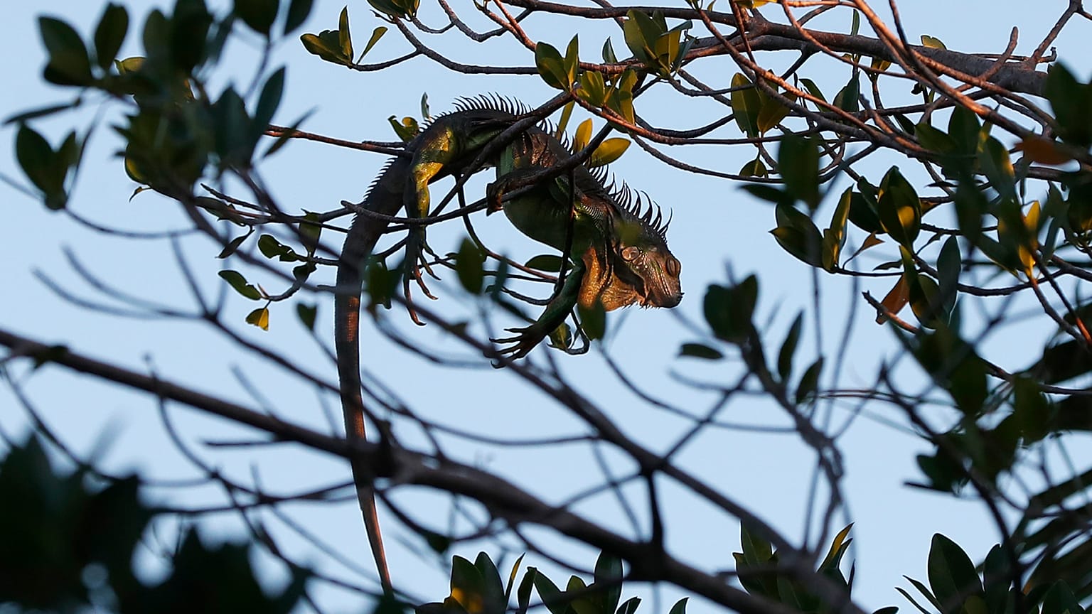 ABD Florida eyaletinde bir iguana