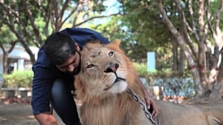 تربية الأسود والنمور في باكستان