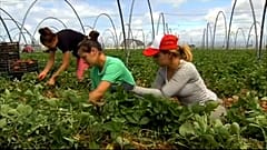 Händeringend gesucht: 6000 Erdbeerpflückerinnen für Spanien