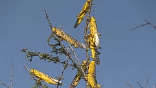 La piaga delle locuste devasta il Corno d'Africa